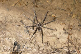 Image of Dolomedes briangreenei Raven & Hebron 2018