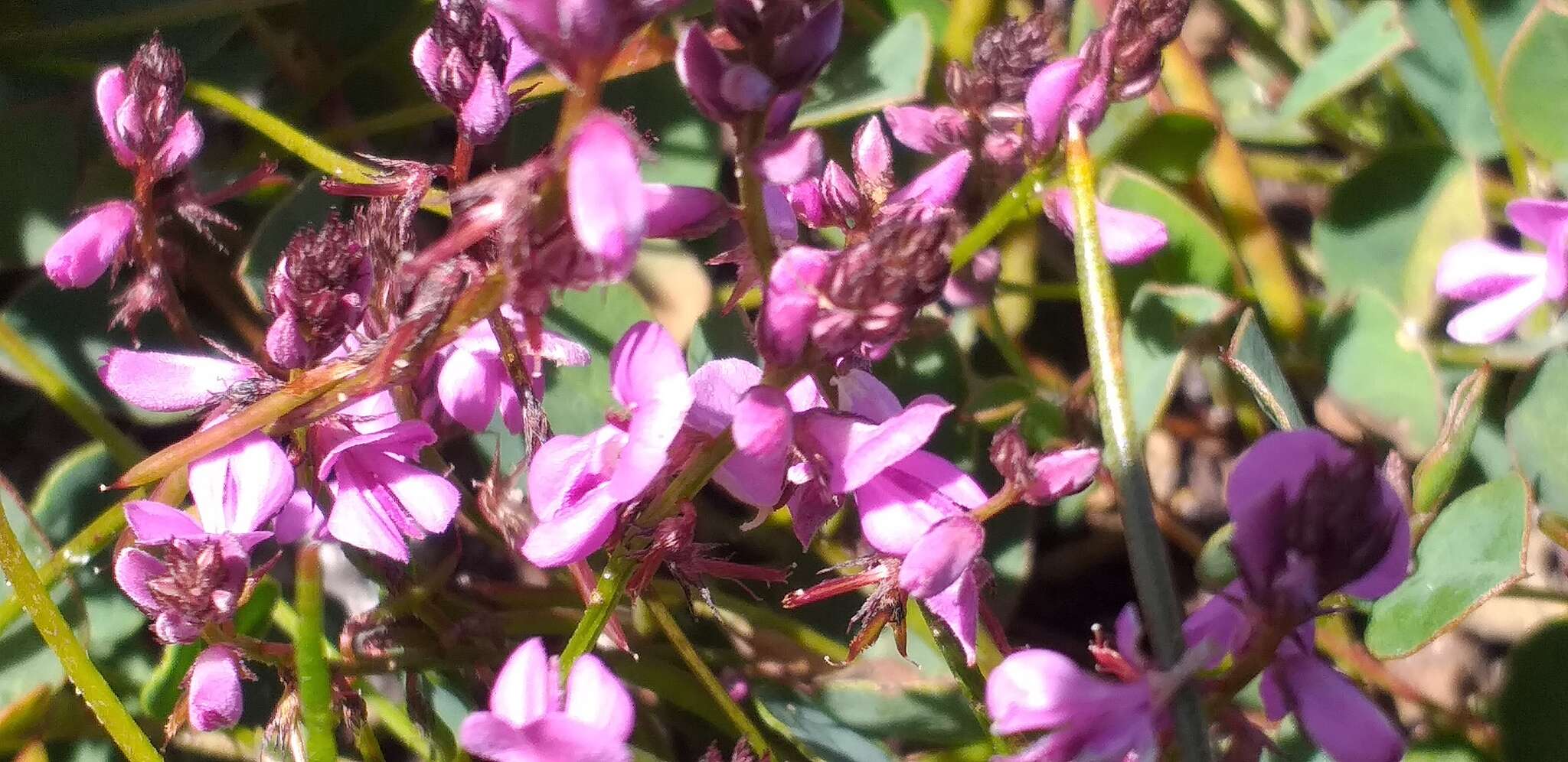 Indigofera ovata Thunb.的圖片