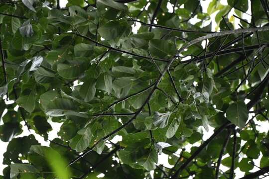 Image of Ficus nymphaeifolia Mill.