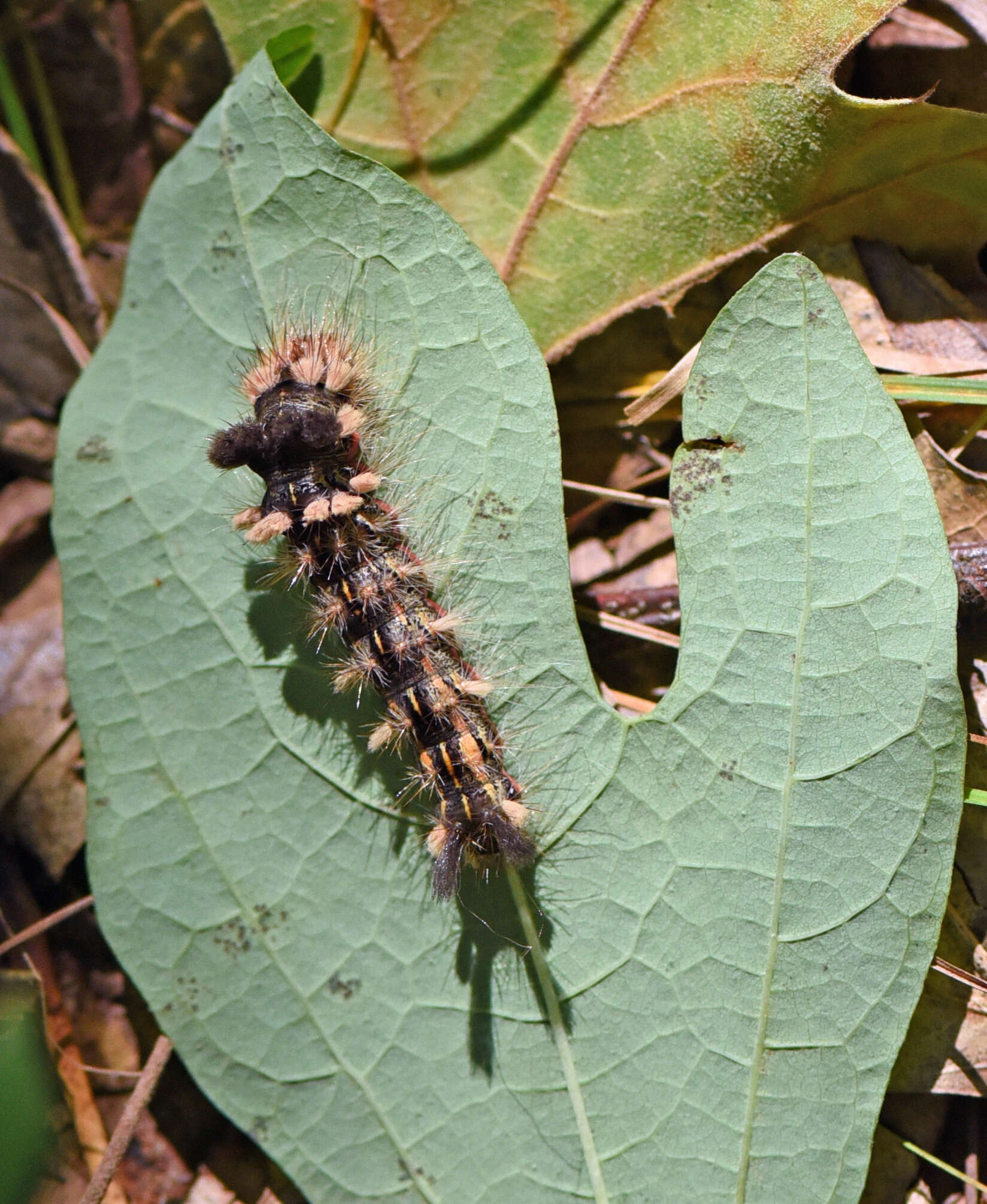 Image of Yellow-haired Dagger