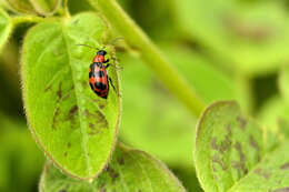 Sivun Cerotoma atrofasciata Jacoby 1879 kuva