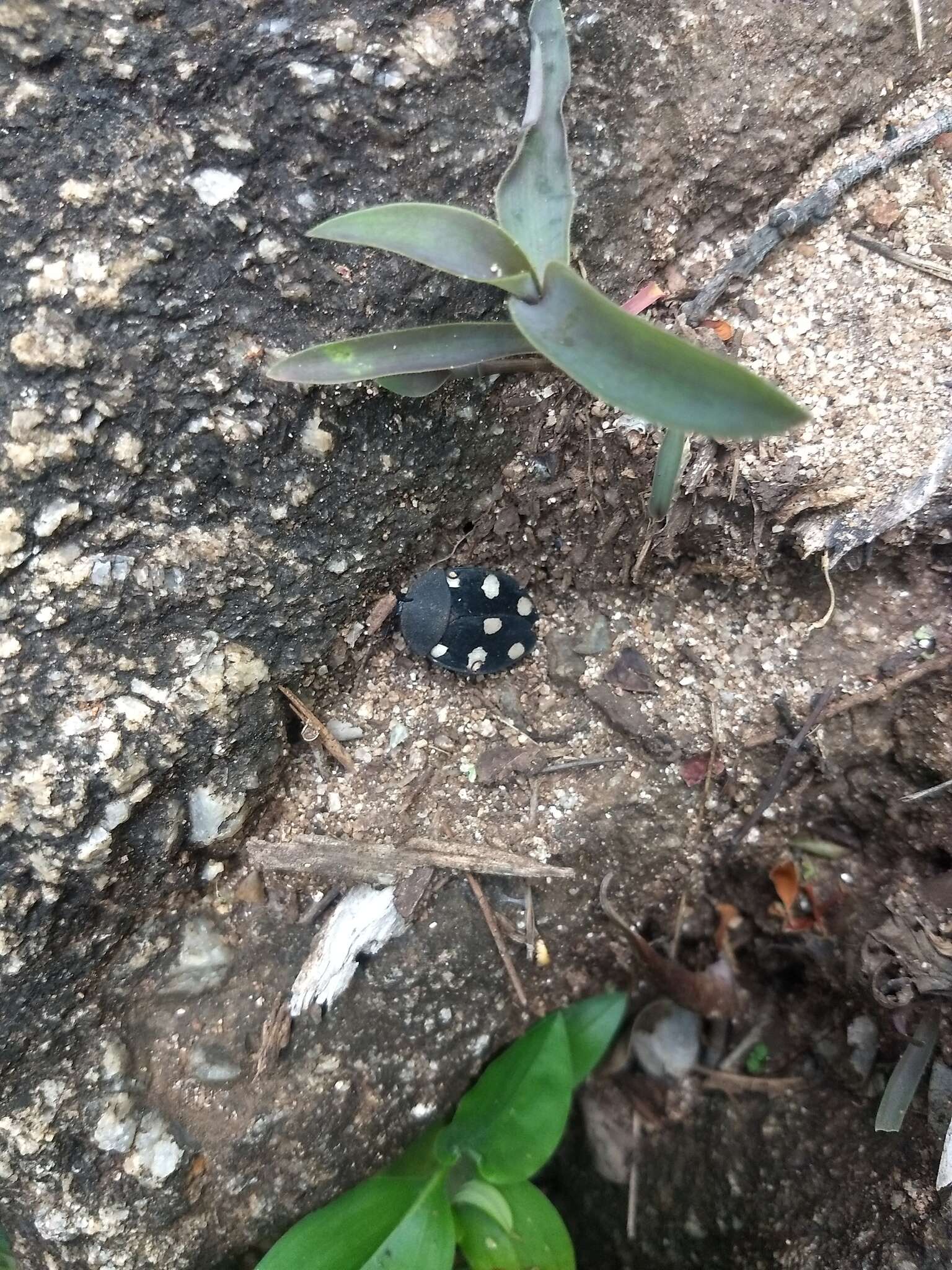 Image of Indian Domino Cockroach