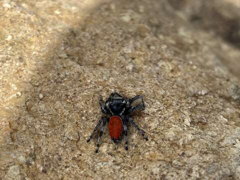 Image of Phidippus phoenix Edwards 2004