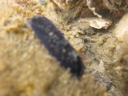 Image of Melanochlamys cylindrica Cheeseman 1881