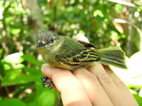 Image of Slender-footed Tyrannulet