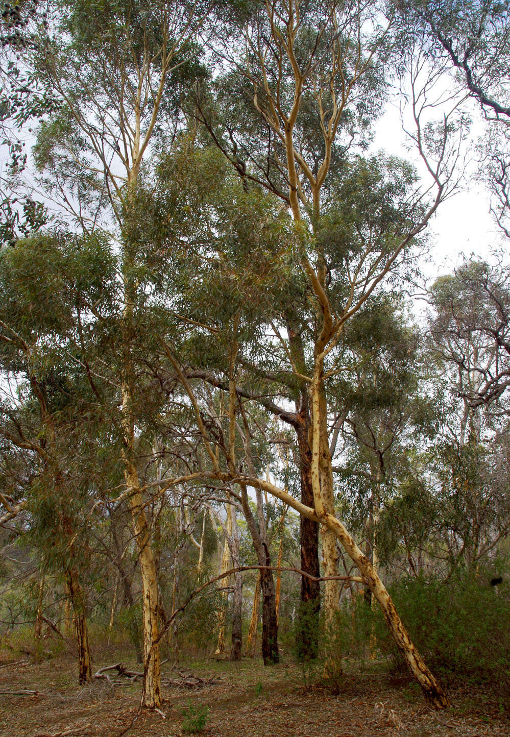 Image of Eucalyptus laeliae Podger & Chippendale