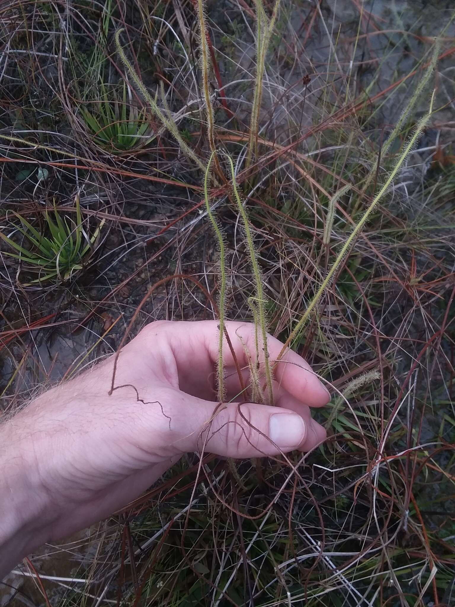 Drosera filiformis var. tracyi (Macf. ex Diels) Diels的圖片