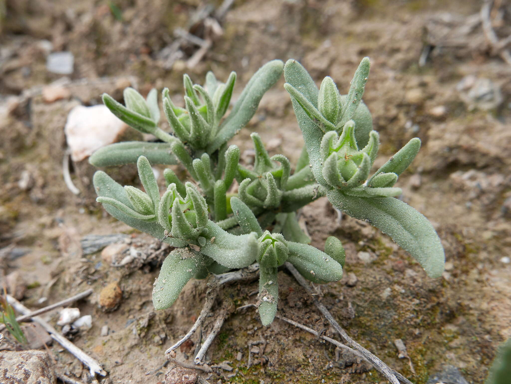 Image of Aizoanthemopsis hispanica (L.) Klak