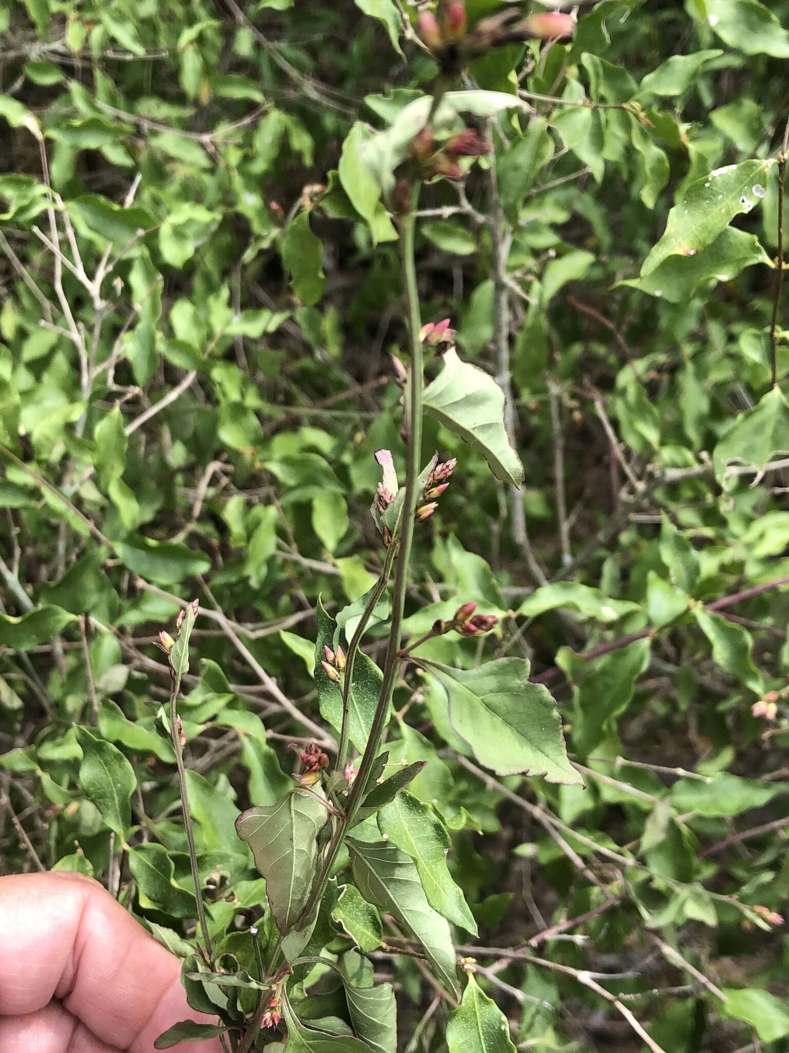 Imagem de Celosia nitida Vahl