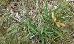 Image of heath cudweed