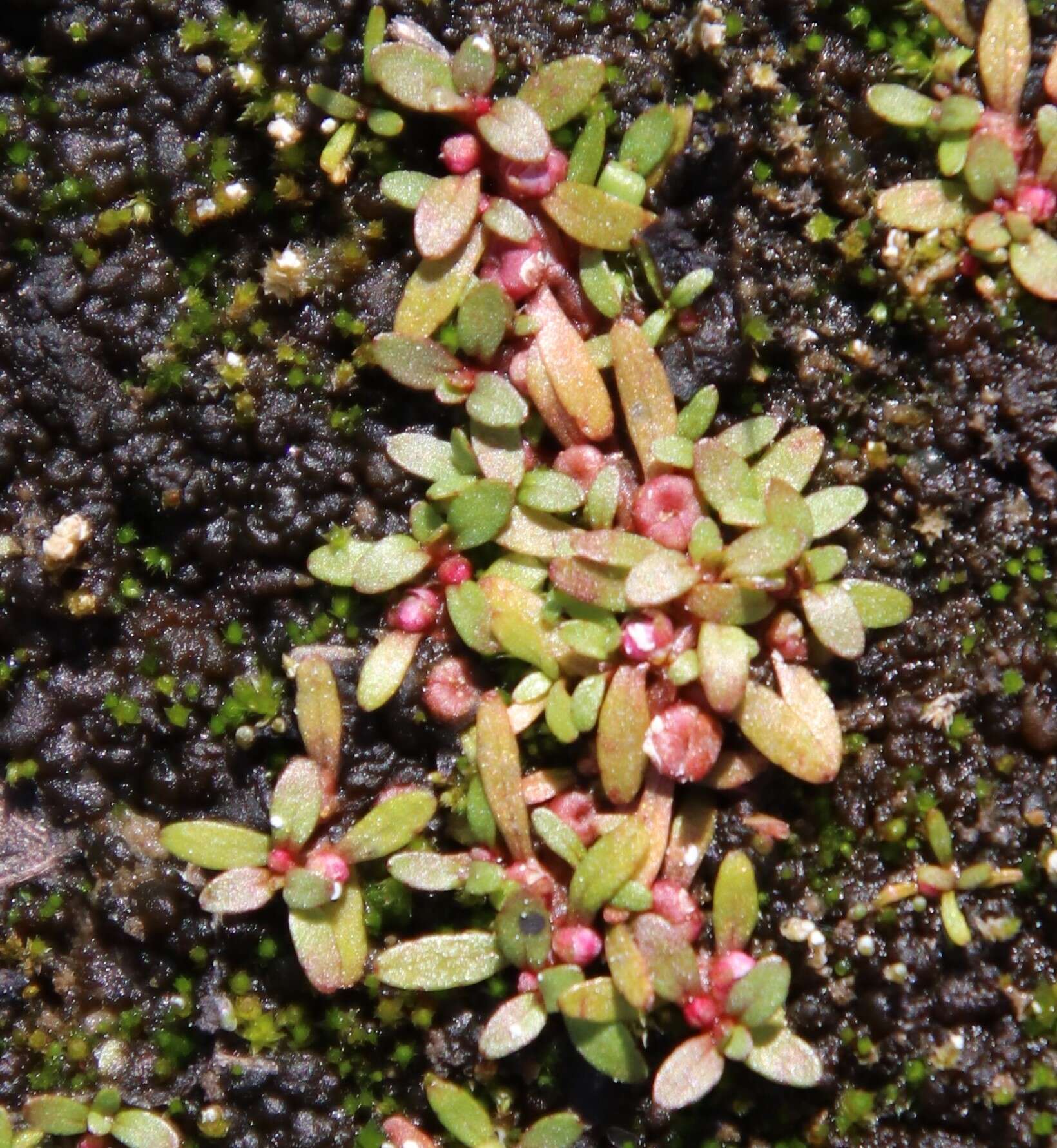 Image of Short-Seed Waterwort