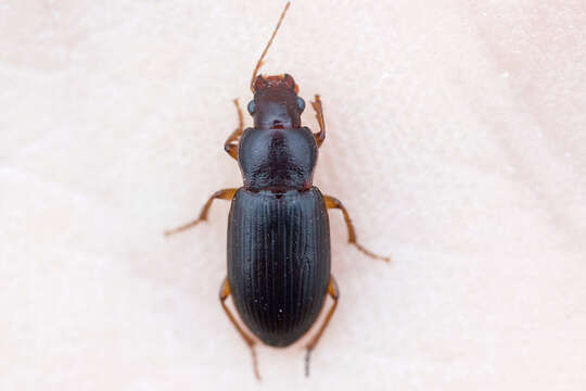 Image of Ground beetle