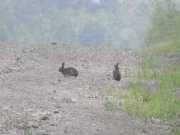 Image of Manchurian Hare