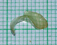 Image of Tongue-Shape Bogmat