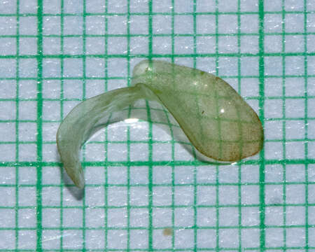 Image of Tongue-Shape Bogmat