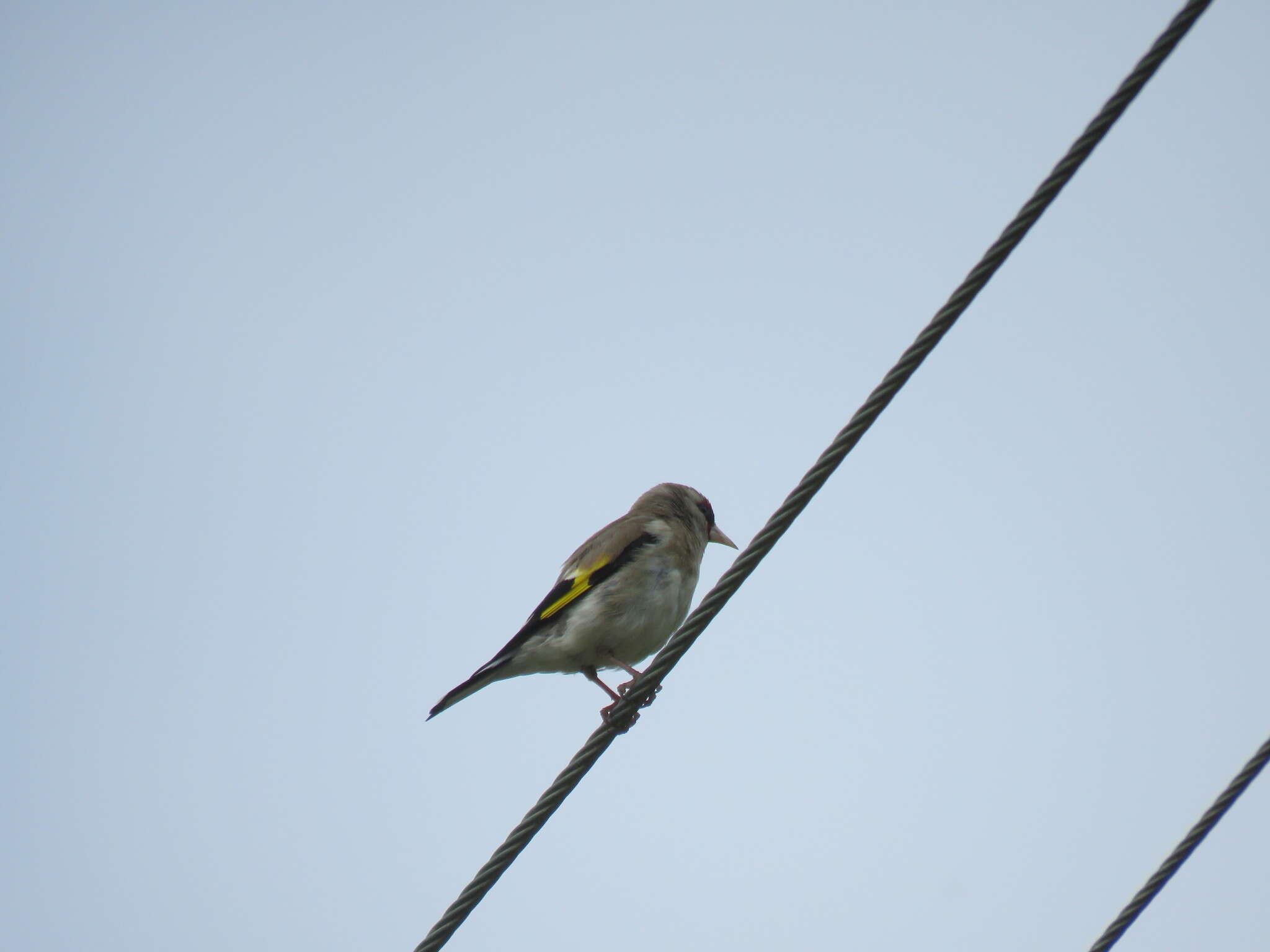 Carduelis carduelis caniceps Vigors 1831的圖片