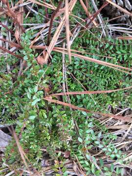 Image of Illinois pinweed