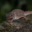 Sivun Anolis spilorhipis (Alvarez Del Toro & Smith 1956) kuva