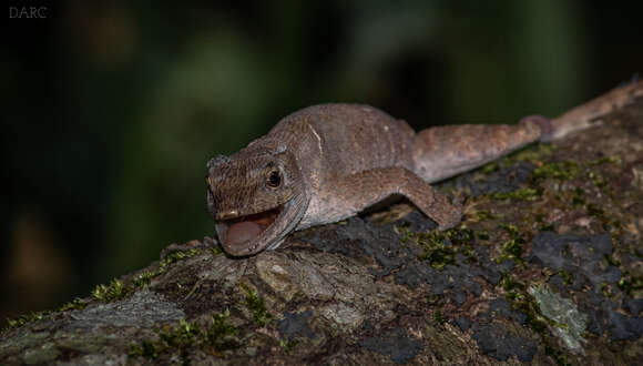 Sivun Anolis spilorhipis (Alvarez Del Toro & Smith 1956) kuva