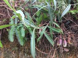 Image of Nepenthes albomarginata T. Lobb ex Lindl.