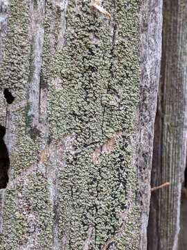 Image de Xylopsora friesii (Ach.) Bendiksby & Timdal