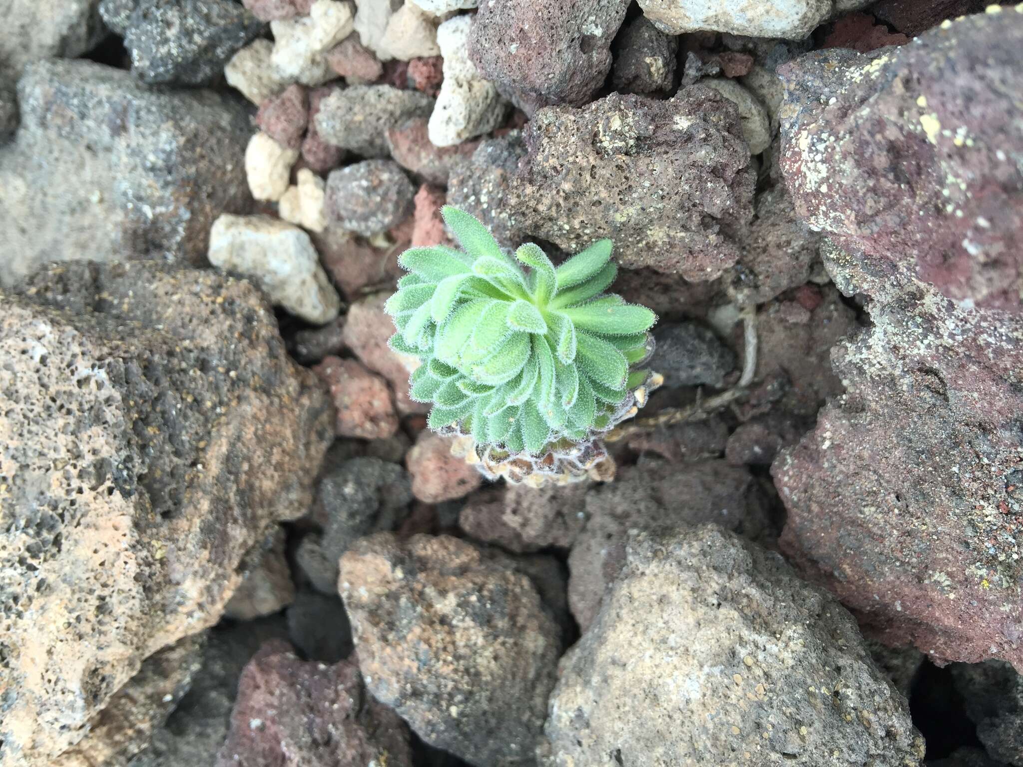 Image of Mt. Lassen draba