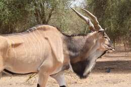 Image of giant eland