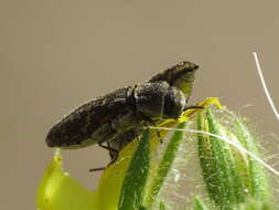 Image of Acmaeoderella adspersula (Illiger 1803)