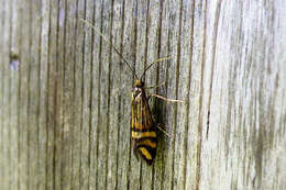 Image of Nemophora ochsenheimerella Hübner 1816