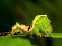 Image of Witch Hazel Dagger