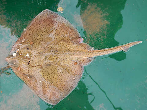 Image of Blonde Ray