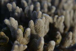 Image of pore coral