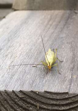 Image of Black-horned Tree Cricket