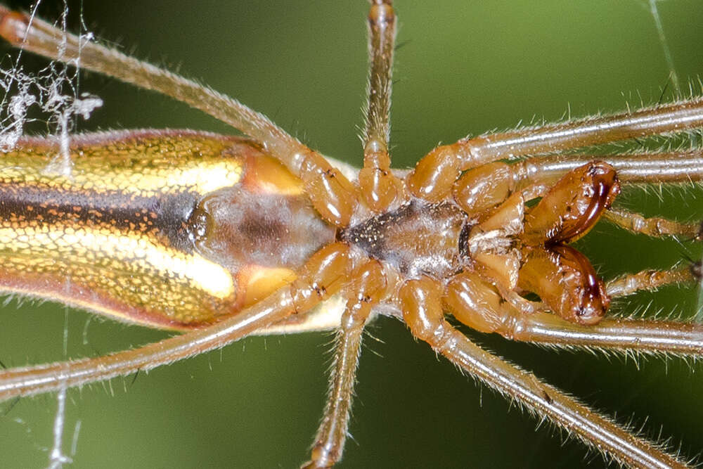 Image de Tetragnatha extensa (Linnaeus 1758)