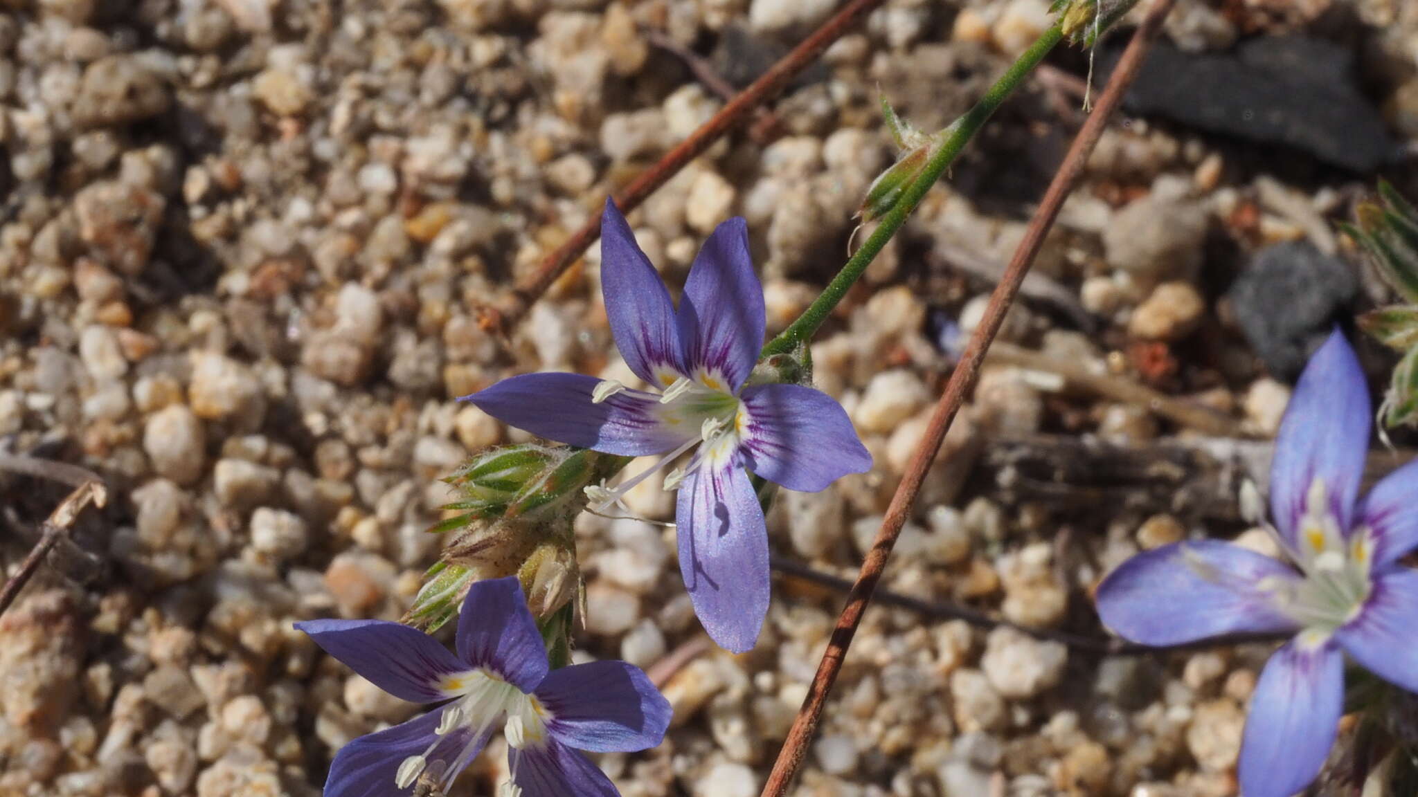 Image of sapphire woollystar