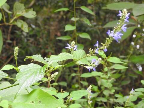 Image of Salvia connivens Epling