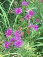 Plancia ëd Vernonia texana (A. Gray) Small