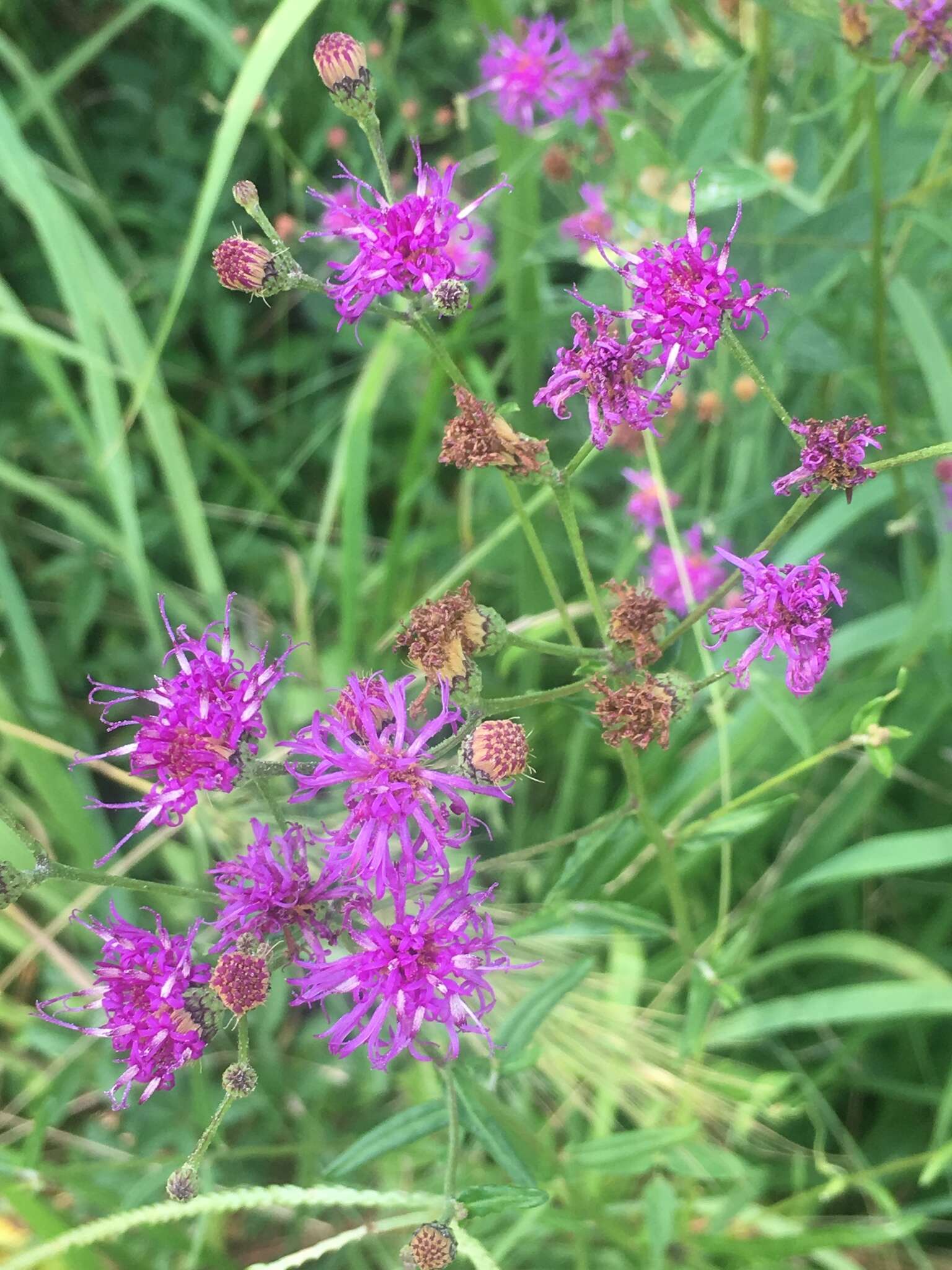 Plancia ëd Vernonia texana (A. Gray) Small