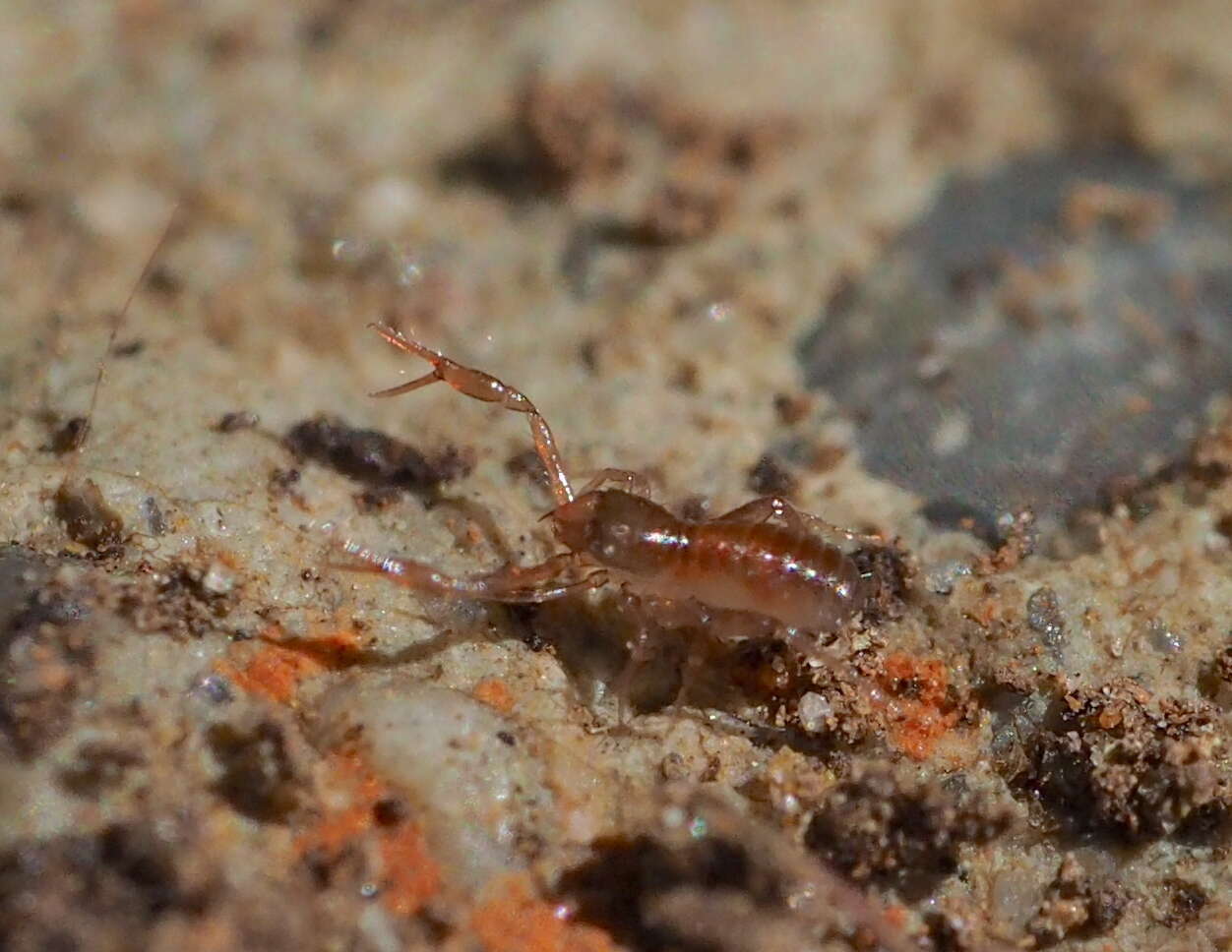 Image of Pseudoscorpion