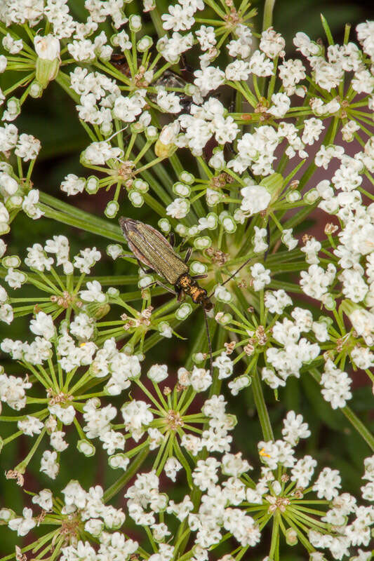 Sivun Selinum silaifolium (Jacq.) Beck kuva