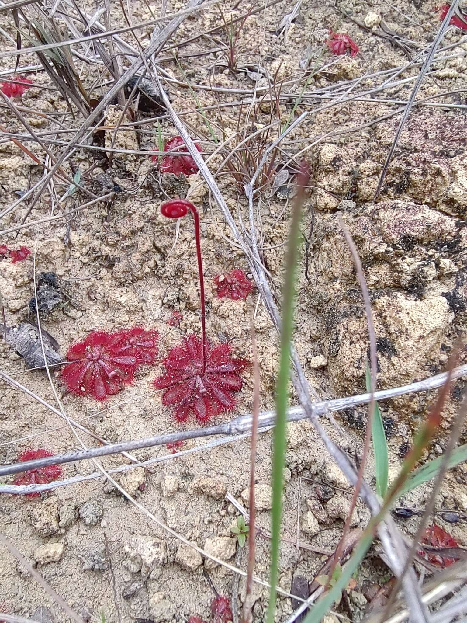 Image of Drosera montana St. Hil.