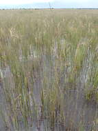 Image of Eragrostis infecunda J. M. Black