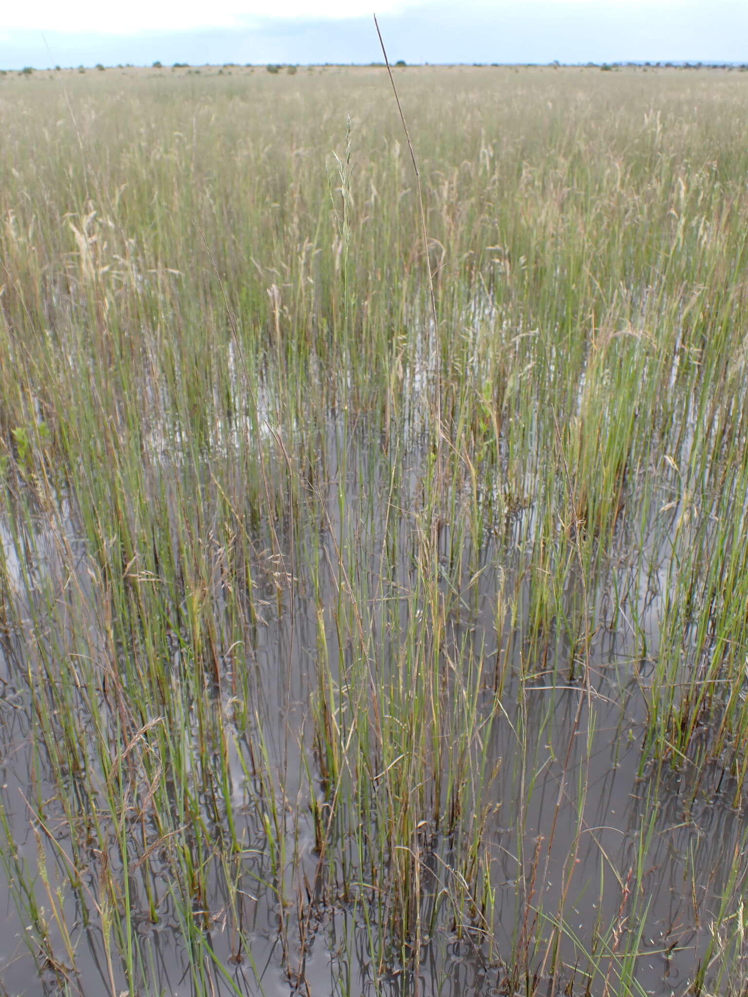 Image of Eragrostis infecunda J. M. Black