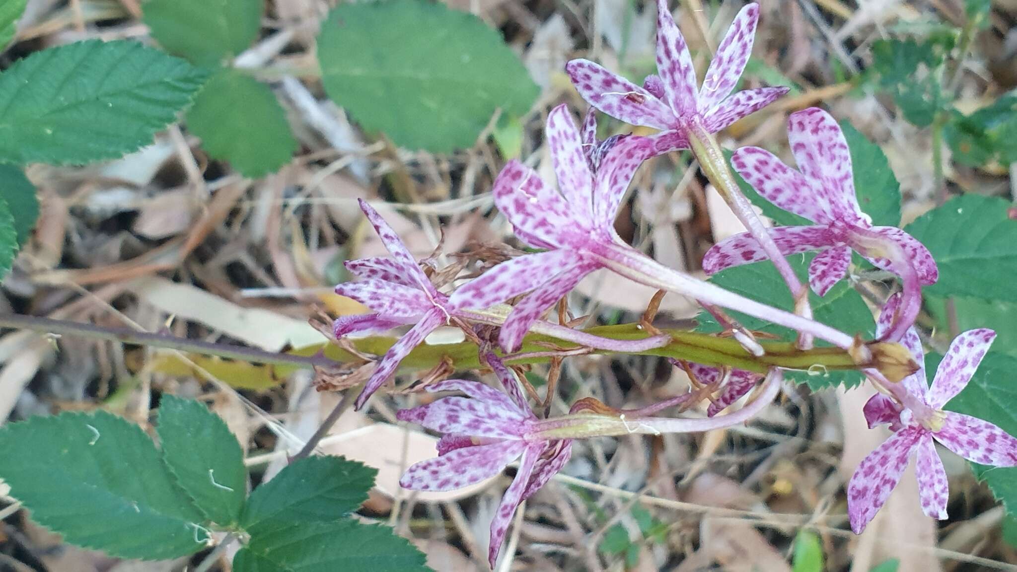 Imagem de Dipodium campanulatum D. L. Jones