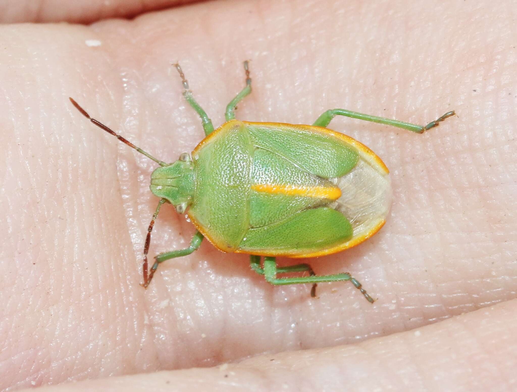 Image of Chlorochroa (Rhytidolomia) faceta (Say 1825)