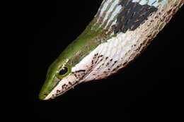 Image of Usambara vine snake