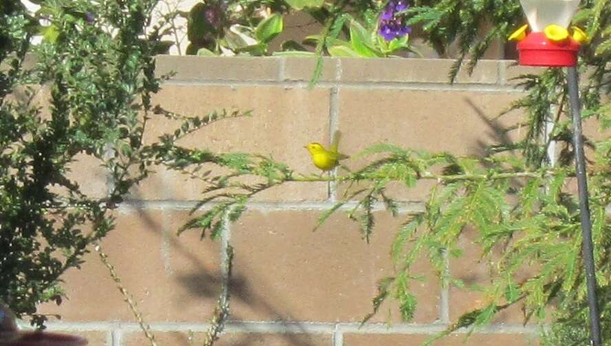 Image of Wilson's Warbler