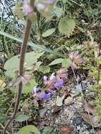 Image of Salvia japonica Thunb.