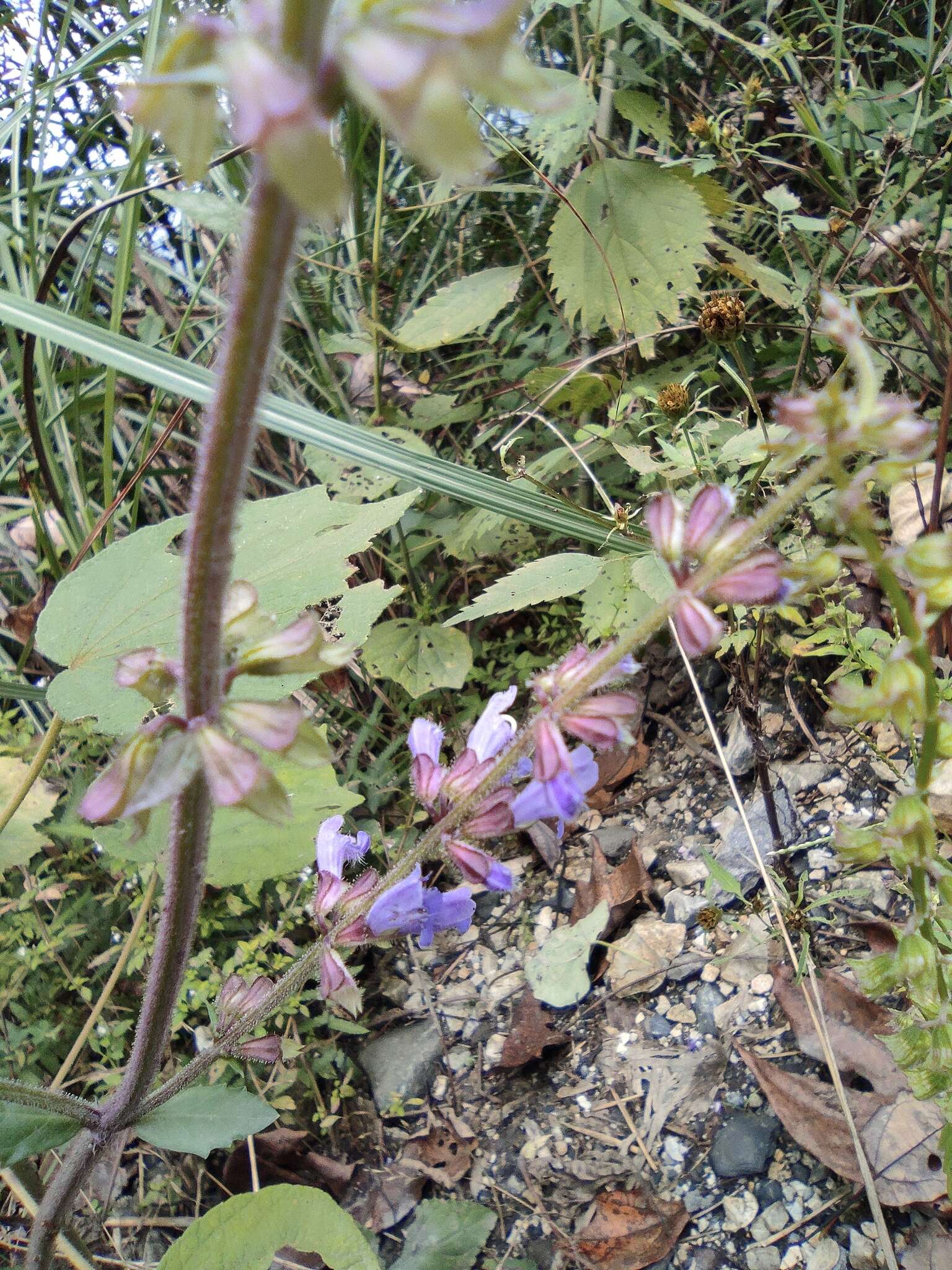 Image of Salvia japonica Thunb.