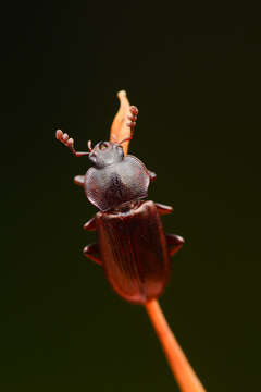 Слика од Platyceroides (Platyceropsis) laticollis (Casey 1914)